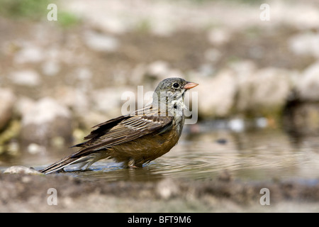 Ortolano (Emberiza hortulana) la balneazione Foto Stock