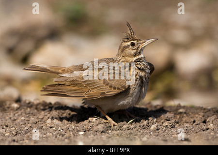 Crested Lark (Galerida cristata) visualizzazione Foto Stock