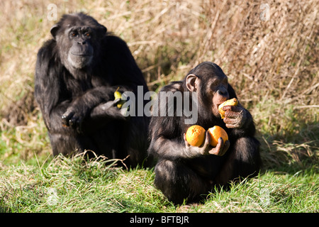 Gli scimpanzé in corrispondenza della ZSL Whipsnade Zoo nel Bedfordshire, Inghilterra Foto Stock