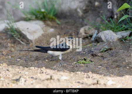 Red rumped Swallow (Hirrundo daurica) raccolta di fango per la nidificazione Foto Stock