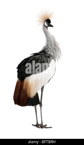 Grey Crowned Crane, Balearica regulorum, 18 mesi di età, di fronte a uno sfondo bianco Foto Stock