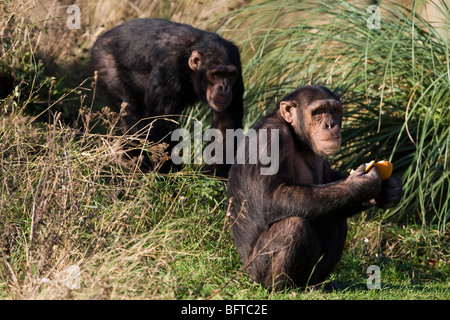 Gli scimpanzé in corrispondenza della ZSL Whipsnade Zoo nel Bedfordshire, Inghilterra Foto Stock