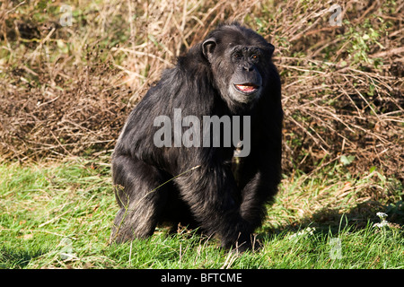 Gli scimpanzé in corrispondenza della ZSL Whipsnade Zoo nel Bedfordshire, Inghilterra Foto Stock