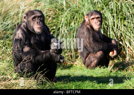 Gli scimpanzé in corrispondenza della ZSL Whipsnade Zoo nel Bedfordshire, Inghilterra Foto Stock