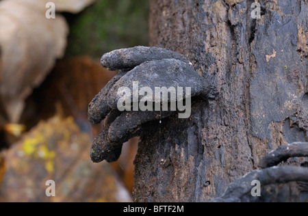 Dead Mans dita fungo - Xylaria polymorpha Foto Stock