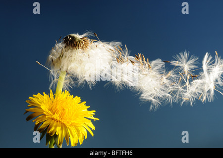 Tarassaco semi al vento Foto Stock