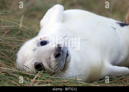 Donna Nook, Lincolnshire, le foche grigie, madre & alimentazione pup, suonare in dune di sabbia. Molto carino adorabile immagine Foto Stock