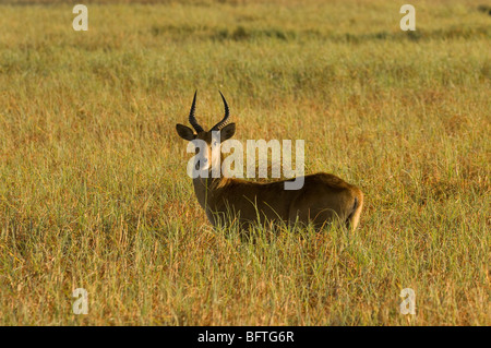 Lechwe rosso (Kobus Leche), Busanga Plains, Parco Nazionale di Kafue nello Zambia. Foto Stock