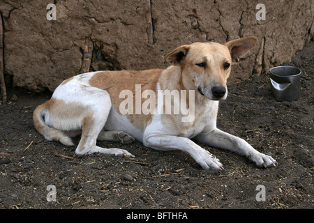 Dog sitter al di fuori di una tribù Masai Capanna In Engaruka Village, Tanzania Foto Stock