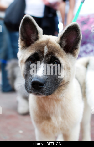 Akita Americano cucciolo di una razza di cane da montagna delle regioni settentrionali del Giappone. Foto Stock