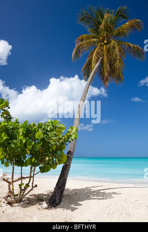 Palm tree con noci di cocco mature contro un cielo blu, su Coco Bay beach in Antigua e Barbuda Antille Foto Stock