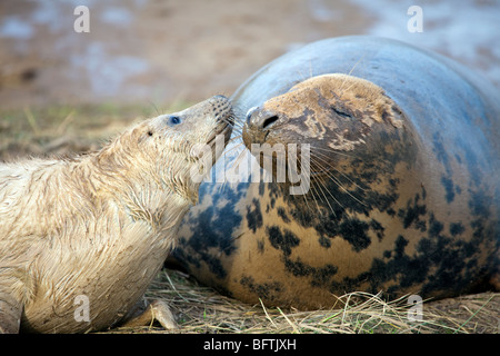 Donna Nook, Lincolnshire, le foche grigie, madre & alimentazione pup, suonare in dune di sabbia. Molto carino adorabile immagine Foto Stock