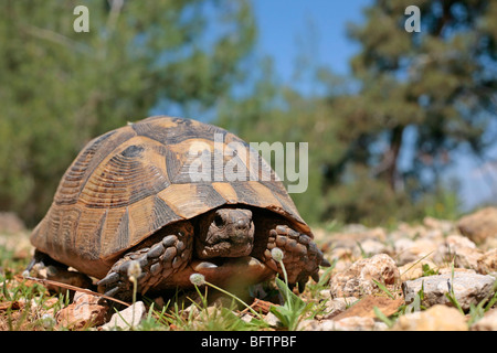 Sperone-thighed Tortoise nella pineta vicino a Oludeniz Foto Stock