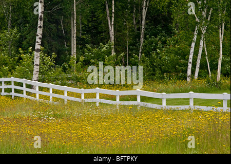 Strada fiori selvaggi e recinzione bianco, maggiore Sudbury, Ontario, Canada Foto Stock