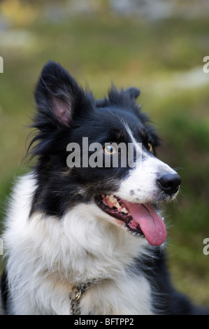 Ritratto di un border-Collie Foto Stock