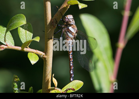 Comune Femmina darter dragonfly (Sympetrum striolatum) crogiolarsi al sole Foto Stock