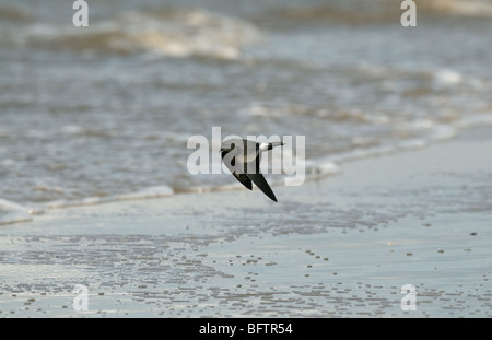 La liscivia Storm-petrel Foto Stock