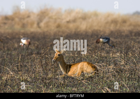 Lechwe rosso (Kobus Leche), Busanga Plains, Parco Nazionale di Kafue nello Zambia. Foto Stock