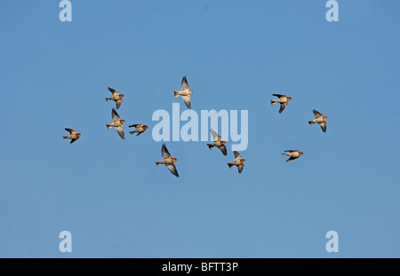 Snow Bunting gregge in volo Foto Stock