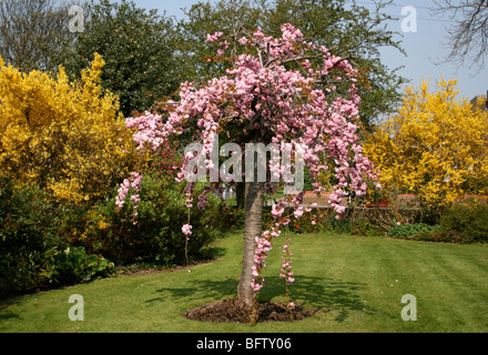 Orientale giapponese di ciliegio in piena fioritura o blossom nel tardo Sping. Siepi di coltivazione sono anche visto. Foto Stock