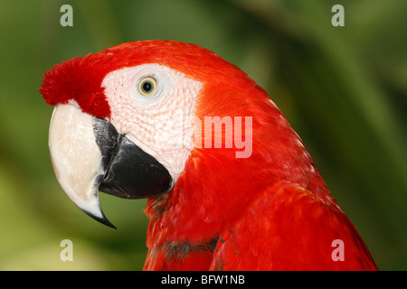 Scarlet Macaw, Ara macao Foto Stock