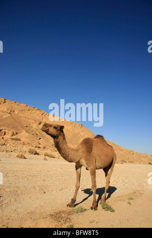 Israele Negev, un cammello di Wadi Nekarot sull'antico percorso di incenso, un sito del Patrimonio Mondiale Foto Stock
