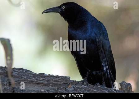 Grande-tailed Grackle Quiscalus mexicanus Maricopa County Arizona USA Foto Stock