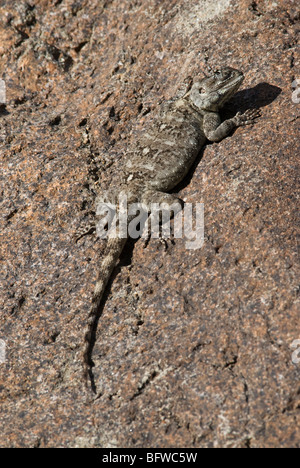 Blue Tree Agama Agama Agama atricollis atricollis Zoo di San Diego California USA Foto Stock