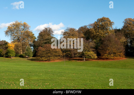 I colori autunnali su alberi a Kenwood su Hampstead Heath, Highgate, London, Regno Unito Foto Stock