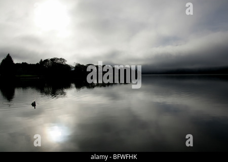 Area di Loch Lomond, Scozia. Vista profilarsi di un cigno nuotare sul Loch Lomond con Rowardennan penisola in background. Foto Stock