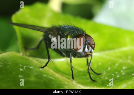 Greenbottle comune volare sulla foglia (Lucilia caesar) Foto Stock
