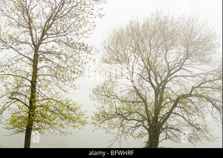 Alberi di acero con fogliame emergenti nella nebbia, vicino a poca corrente, Manitoulin Island, Ontario, Canada Foto Stock