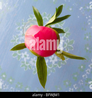 Chiuso peonia blossom Foto Stock