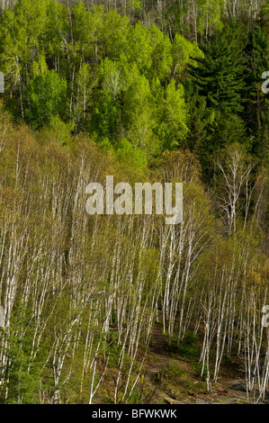 Aspens e betulle sulle colline vicino a Onaping Falls, maggiore Sudbury, Ontario, Canada Foto Stock