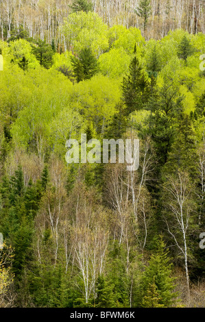 Aspens e betulle sulla collina, dal punto di vista elevato, maggiore Sudbury, Ontario, Canada Foto Stock