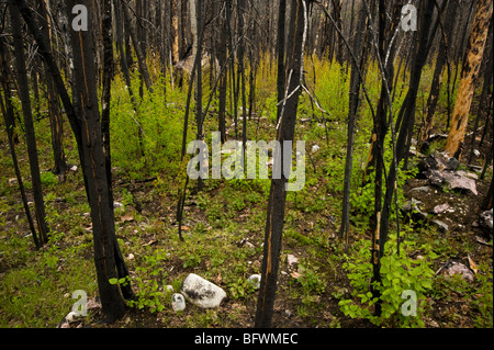 Incendio di foresta in rigenerazione. Aspens, arbusti ed erbe crescenti tra carbonizzati tronchi di albero superiore Sudbury, Ontario, Canada Foto Stock