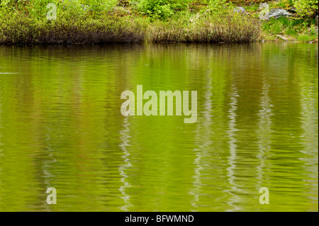 La molla di betulle si riflette nel lago Laurentian, maggiore Sudbury, Ontario, Canada Foto Stock