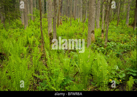 Bosco umido con marsh Le calendule e felci, Killarney, Ontario, Canada Foto Stock