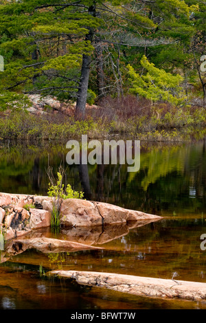 Riflessioni nel laghetto del faro, con affioramenti granitici, Killarney, Ontario, Canada Foto Stock