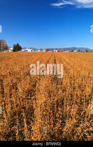 Azienda agricola e campo di soia vicino a Dayton in Shenandoah Valley, Virginia Foto Stock