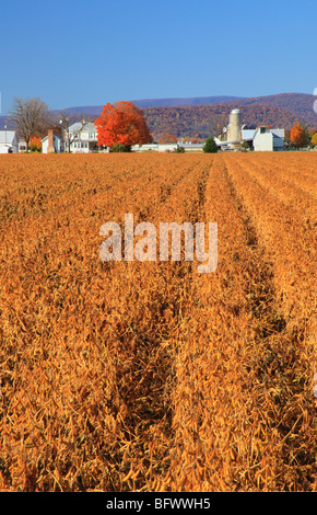 Azienda agricola e campo di soia vicino a Dayton in Shenandoah Valley, Virginia Foto Stock