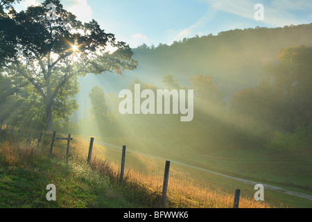 Raggi di mattina presto la luce solare tagliare attraverso la nebbia in agriturismo a Massies Mill nella contea di Nelson, Virginia Foto Stock