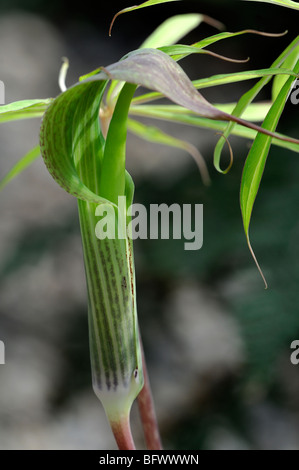 Arisaema consanguineum Araceae Cobra Lily Jack nel pulpito fioritura di fiori esotici insolite piante erbacee perenni Foto Stock