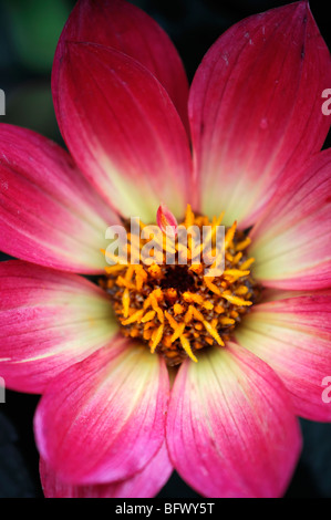 Dahlia singola foglia scuro lilla con un grande viola-zona rossa intorno al centro Foto Stock