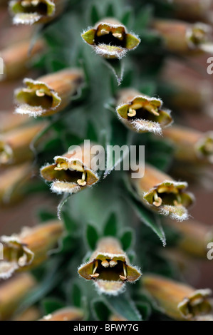 Foxglove Digitalis parviflora flower bloom blossom closeup close up dettaglio macro Foto Stock