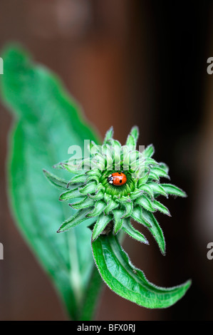 Adalia bipunctata due spot ladybird seduto al centro di un'echinacea purpurea germoglio di fiore di nido di testa del nesting Foto Stock