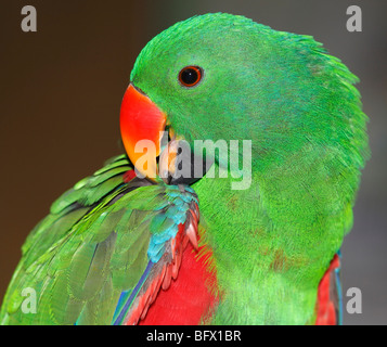 Maschio pappagallo eclectus preening le sue piume Foto Stock