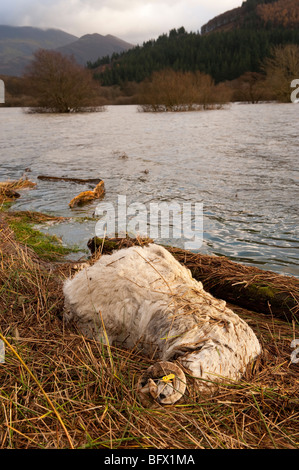 Pecora morta al bordo delle acque dopo le gravi inondazioni in West Cumbria, Novembre 2009 Foto Stock