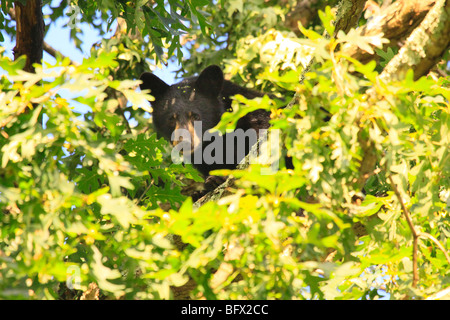 Black Bear mangiare Ghiande di quercia sulla Skyline Drive a nord di grandi prati, Parco Nazionale di Shenandoah, Virginia Foto Stock