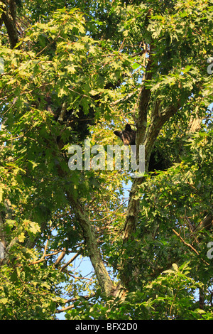 Black Bear mangiare Ghiande di quercia sulla Skyline Drive a nord di grandi prati, Parco Nazionale di Shenandoah, Virginia Foto Stock